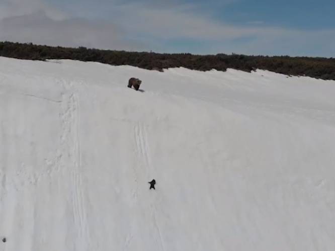Kleine beer probeert bij mama te geraken, maar schuift van besneeuwde bergwand: "Onverantwoord hoe dit gefilmd werd”
