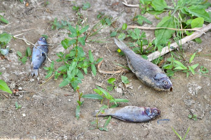 Door de extreme droogte zakte het waterpeil van een Moorseelse vijver extreem. Het kostte tientallen vissen het leven.