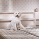 Waarom we massaal labradoedels en andere poedelkruisingen in huis halen (en nee, ze zijn niet hypoallergeen)