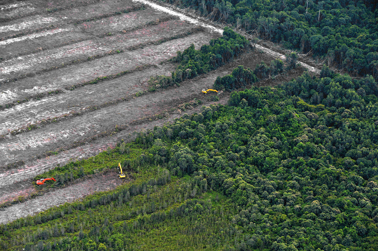 Een palmolieplantage wordt aangelegd op Borneo, Indonesië. (2014)