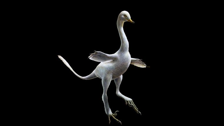 Prehistorische eend, de 'Velociraptorzwaan' Beeld Nature