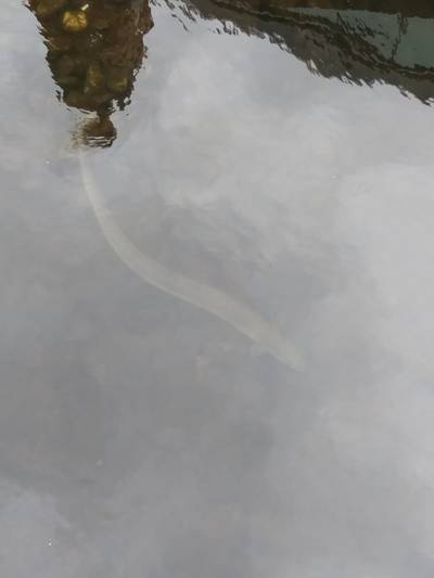 Voorbijgangers zien ‘enorme vis’ in de Jansbeek: ‘Echt spectaculair’