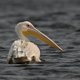Weer een pelikaan uit Artis op pad