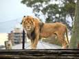Man die werd doodgebeten door leeuw in Ghanese zoo wilde vermoedelijk zeldzame witte welpjes stelen
