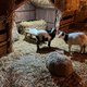Dit bedrijf verhuurt illegaal kerststallen met levende schapen, alpaca’s en een shetlandpony