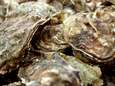 Beroepsvisser betrapt met 677 kilo illegaal geraapte oesters