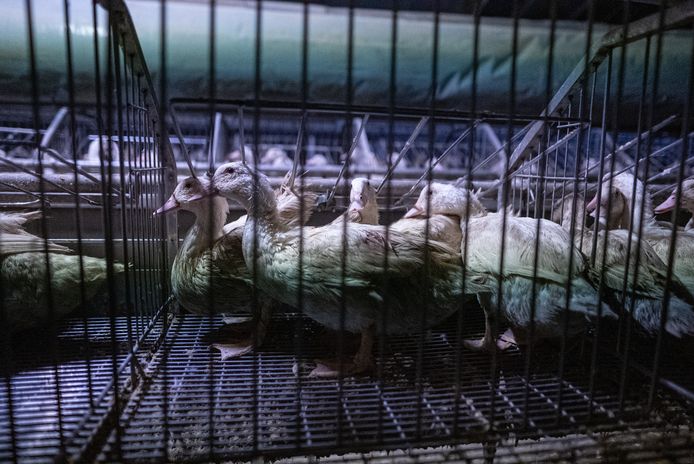 GAIA dringt erop aan om foie gras uit de rekken te halen: "Colruyt verkoopt foie gras van in Frankrijk gemartelde eenden"