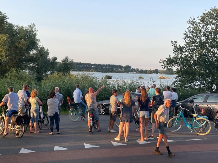 De koeien op het kleine eilandje trekken veel publiek.