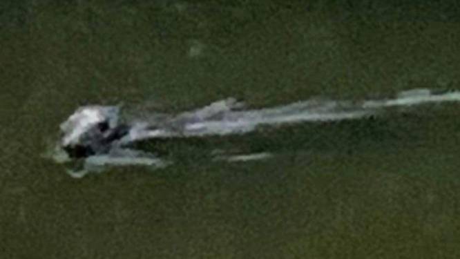 Zeehond gespot in Kanaal Eeklo, tientallen kilometers van Noordzee: “Blijf eraf en geniet vanop afstand”