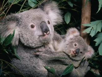 Heuglijk nieuws: koala’s die gewond raakten tijdens bosbranden, worden weer vrijgelaten in het wild