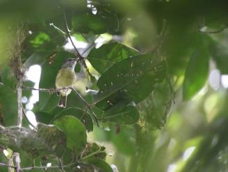 Belg ontdekt nieuwe vogelsoort op Indonesisch eiland