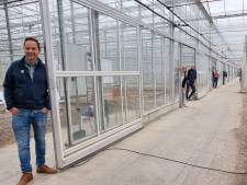 Dit bedrijf vaccineert planten, maar dat is niet onomstreden: ‘We zijn wel dicht bij oplossing tomatenvirus’
