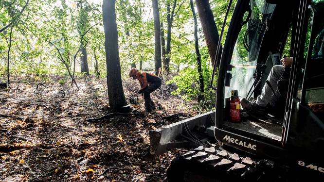 Moskou? Ja, deze gekapte bomen uit Groesbeek worden gecompenseerd ‘op Moskou’