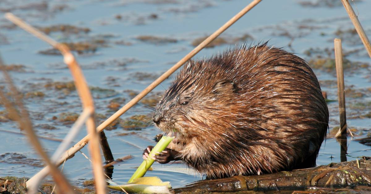 Meer ‘gevaarlijke’ muskusratten gevangen | Achterhoek | gelderlander.nl