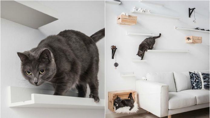 Pacifische eilanden weg overtuigen DIY kattenparadijs: creatief met schilderijplanken van Ikea | Lifestyle |  hln.be