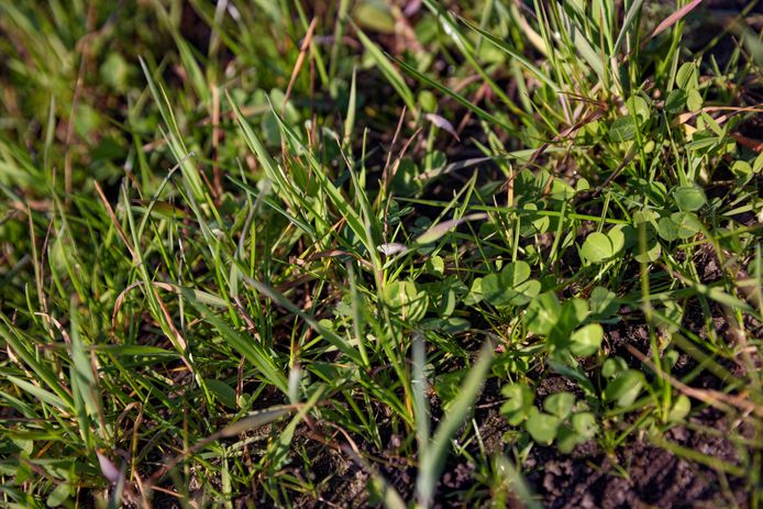 Een close-up van het ‘saladebuffet’. Met vijf soorten gras, diverse klaversoorten (de bolle blaadjes) en kruiden als peterselie, duizendblad en cichorei. Die soorten trekken allerlei insecten aan, die weer kunnen dienen als voedsel voor vogels rondom deze percelen.