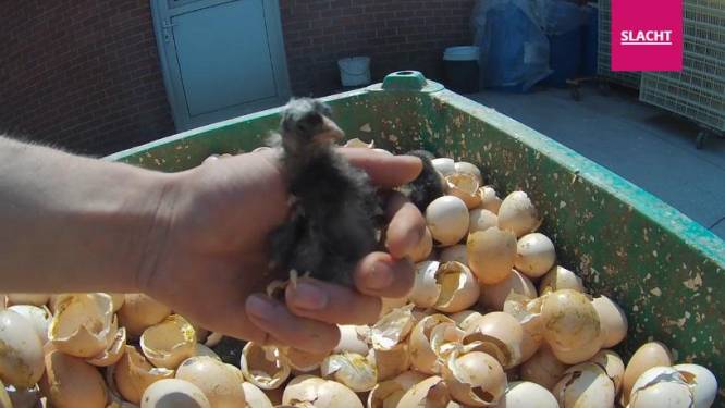 Animal Rights gaat opnieuw undercover: "Ongeschikte kuikens worden verdronken of nek omgewrongen"