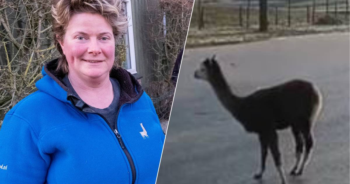 'Alpaca on ice' in Aagtekerke: 'Hij was niet meer tegen te houden'