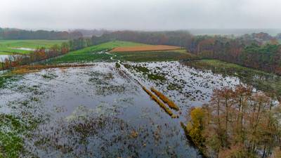 Aardappe­len en wortels rotten weg op akkers Kempische boeren : 'En dat gaan we in portemonnee voele