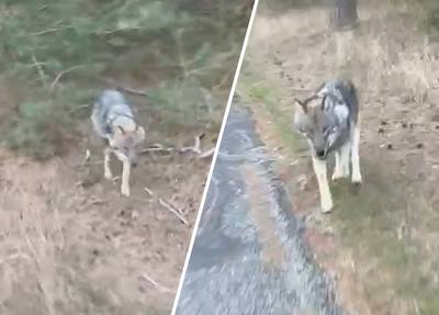 Wolf duikt op uit bosjes en rent achter filmende fietser aan op Park de Hoge Veluwe