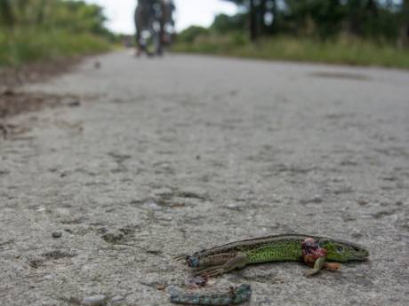 Provincie wil hele mountainbikeroute op Sallandse Heuvelrug sluiten: ‘Gaat niet helpen’
