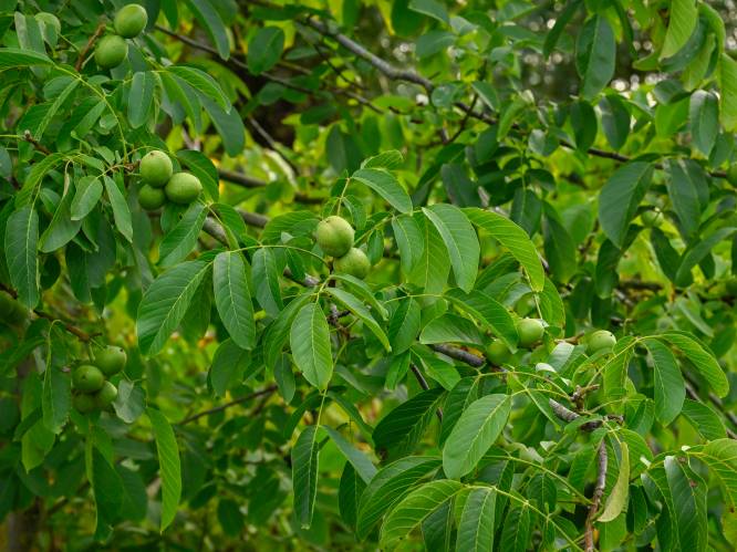 ‘Natuur.koepel’ verkoopt ook dit jaar inheems groen