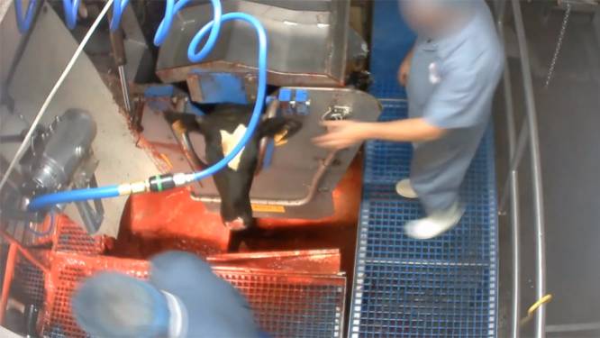 Schokkende beelden: Animal Rights filmt mishandeling van kalveren in Vlaams slachthuis