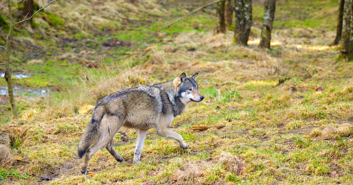 Природоохранные организации Нидерландов требуют удалить или убить волка в национальном парке |  животные