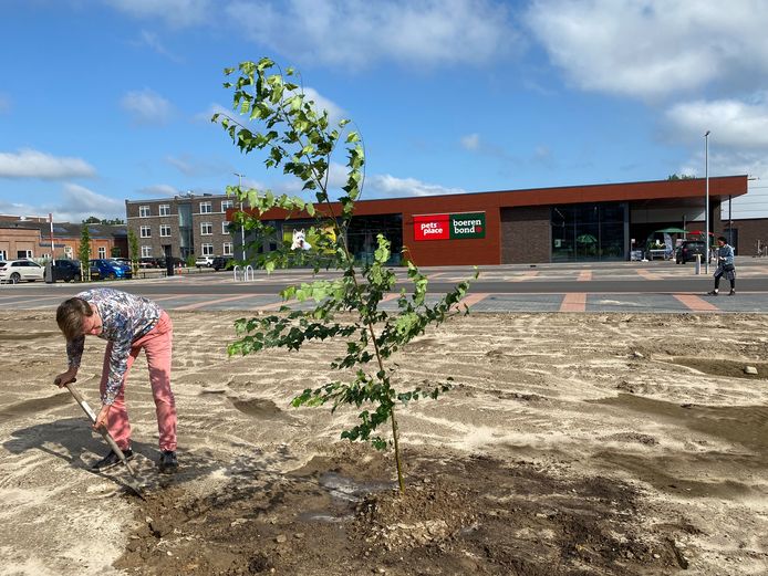 Ondernemer Eric Roosen plant een berk op de 'kale' parkeerplaats voor de nieuwe Lidl en Boerenbond naast het KVL-terrein