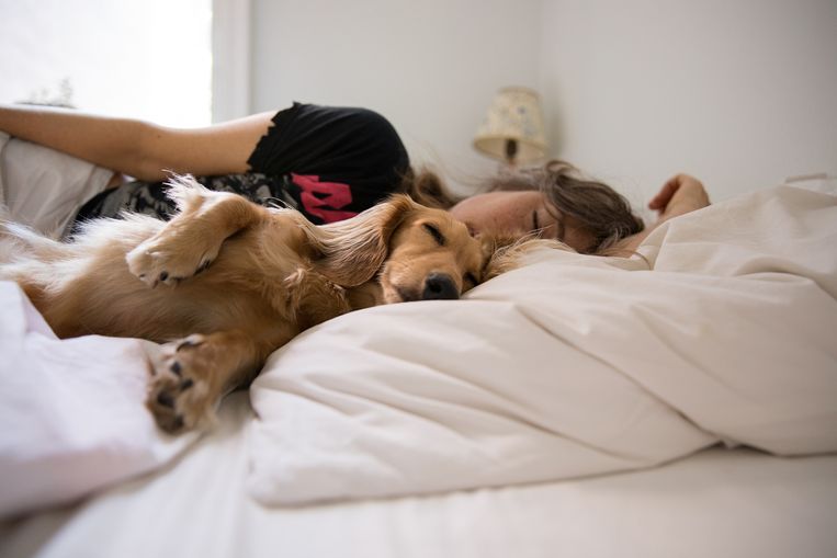 Het gevaar van met je huisdier in één bed slapen Beeld Getty Images