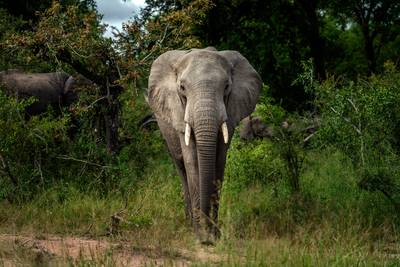 Olifanten trappen stroper dood in Zuid-Afrika