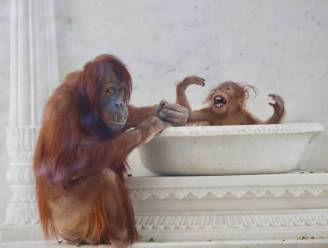 Deze schattige nieuwkomers zijn vanaf vandaag te bewonderen in Pairi Daiza