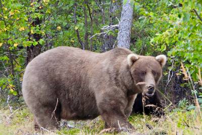 Male bear eliminates rival ahead of popular ‘Fat Bear competition’ in Alaska: “Everyone is speechless”