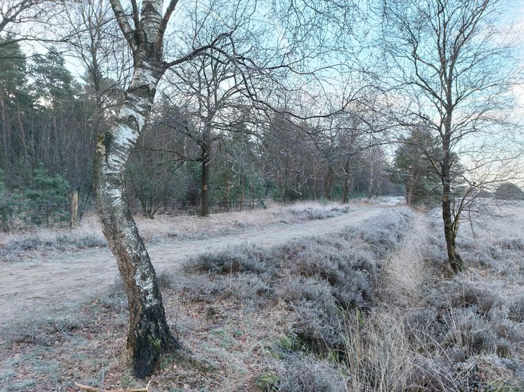 Ochtend op de winterse heide.  Beeld Nanda Raaphorst