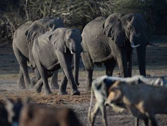 Botswana dreigt ermee 20.000 olifanten naar Duitsland te sturen: “En dit is geen grap”