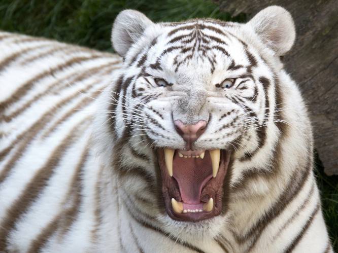 Japanse dierenverzorger doodgebeten door witte tijger