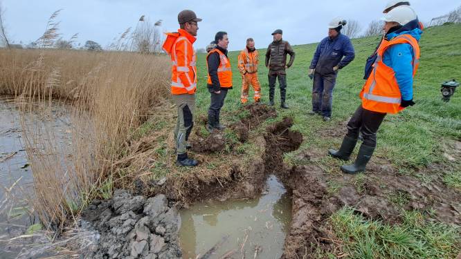 Bevers brengen forse schade toe aan Lekdijk bij Lopik: waterschap dicht gangen van zo’n vier meter diep