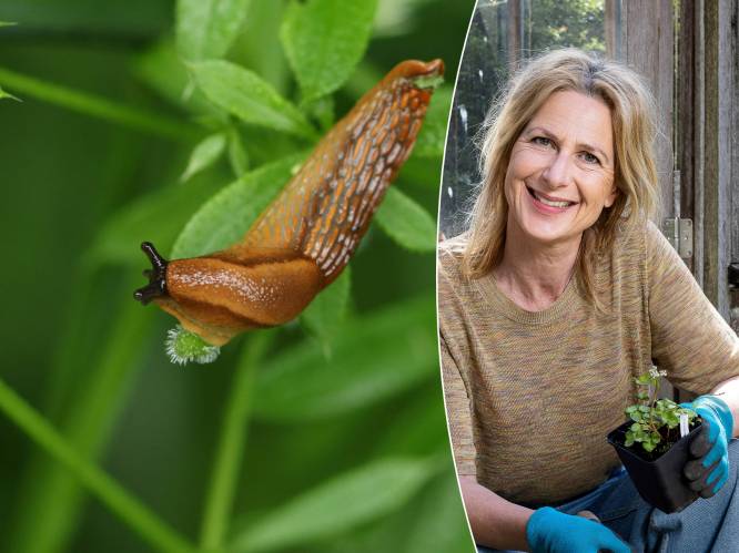 “Hier hebben slakken een hekel aan”: experte geeft tips om de diertjes uit je tuin te verbannen