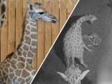 Wildlands filmt geboorte van giraf met bijzondere vlek