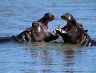 Colombia worstelt met zestig nijlpaarden van drugsbaron