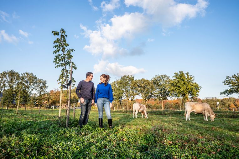 Jan en Hanne Cremers van Hanne Hoeve in het Brabantse Westerhoven. Zij laten hun Blonde Aquitaine vleeskoeien grazen tussen de pas geplante walnotenbomen op hun boerderij. Beeld Roos Pierson