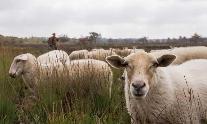 Kempische schapen gaan de komende weken de heides in de Stiphoutse bossen begrazen.