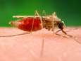 Biotechnologische 'atoombom': Britse wetenschappers kunnen malariamug uitroeien
