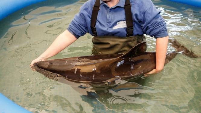 Eerste bruinvis die in Boudewijn Seapark werd opgevangen gestorven