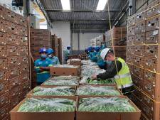 Vrees voor overrijpe bananen als élke fruitcontainer door drugsscanner moet
