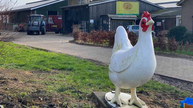 Angst voor vogelgriep zorgt voor stress in kippenschuur van boer Henk: ‘Kijk vaak naar boven’