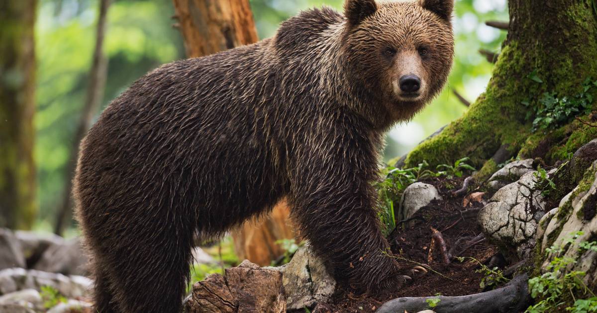 Un orso attacca un parco in Slovenia, e nelle Alpi si accende il dibattito sul numero di orsi |  al di fuori