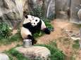 Eindelijk een beetje privacy: reuzenpanda’s paren na tien jaar wachten, nu zoo gesloten is door coronavirus