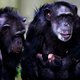 'Chimpansees weerstaan aids dankzij selectie'