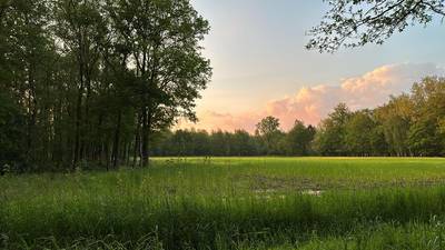 Budelse compensatiebossen breiden uit: nieuw perceel voor CO2-opslag gekocht